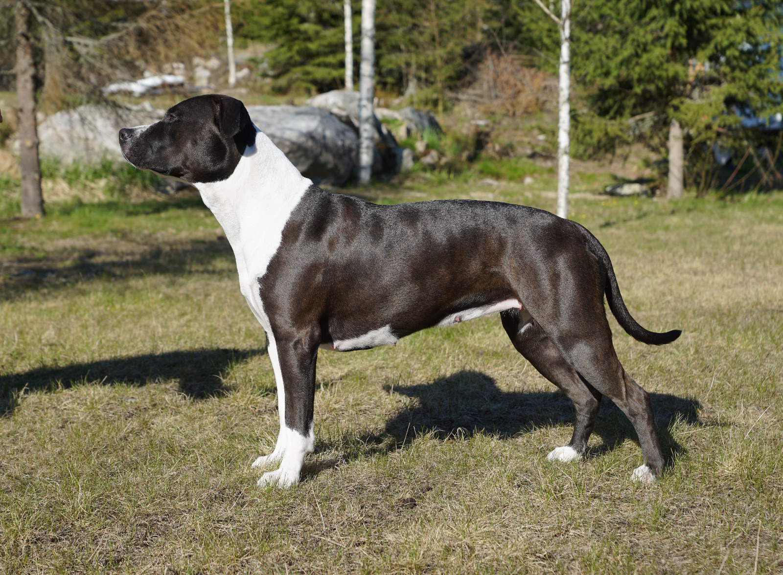 Kuva: Harri Karvonen, 1,5v