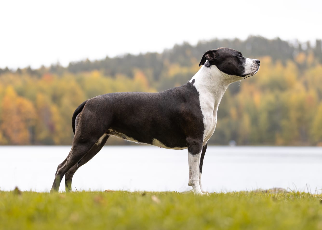 Kuva: Satu Nyberg, 1v 11kk