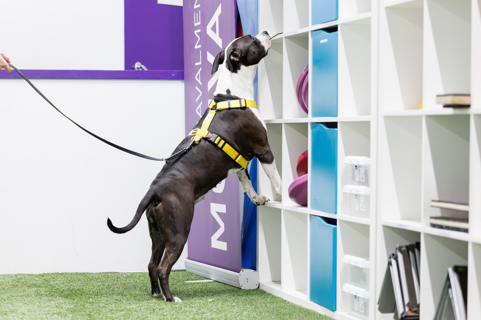 Kuva Roosa Järvinen