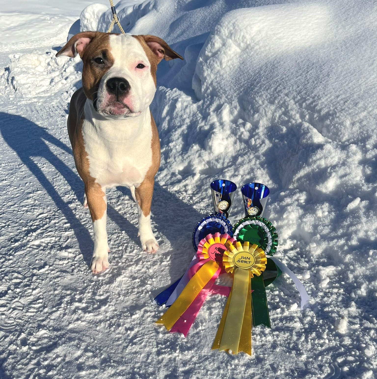 Rocket League Starstruck